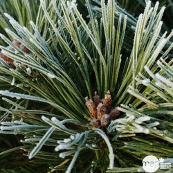 Pinus nigra pierrick bregeon: C5L